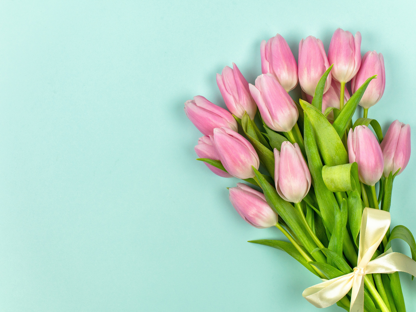 Красивый букет розовых тюльпанов с лентой на голубом фоне