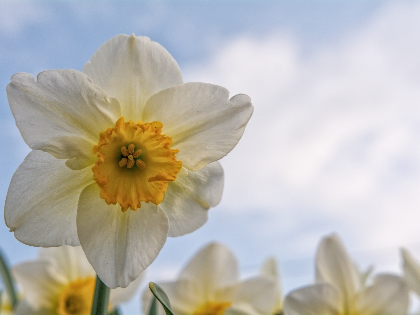 Красивый нежный белый цветок нарцисса 