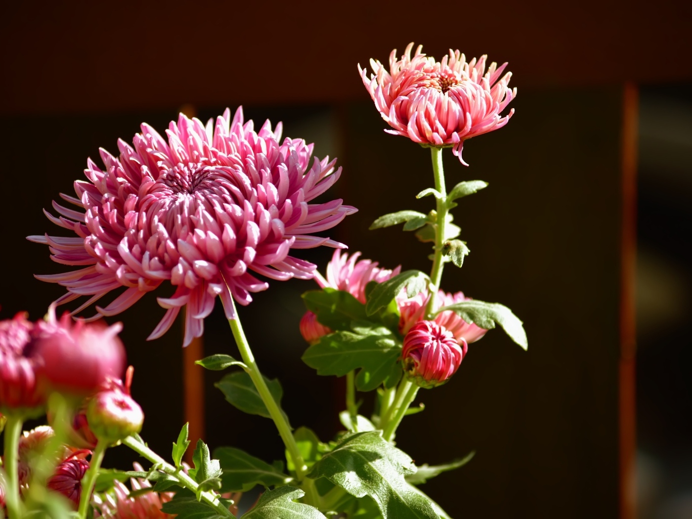 Красивые розовые цветы хризантемы с бутонами в лучах солнца