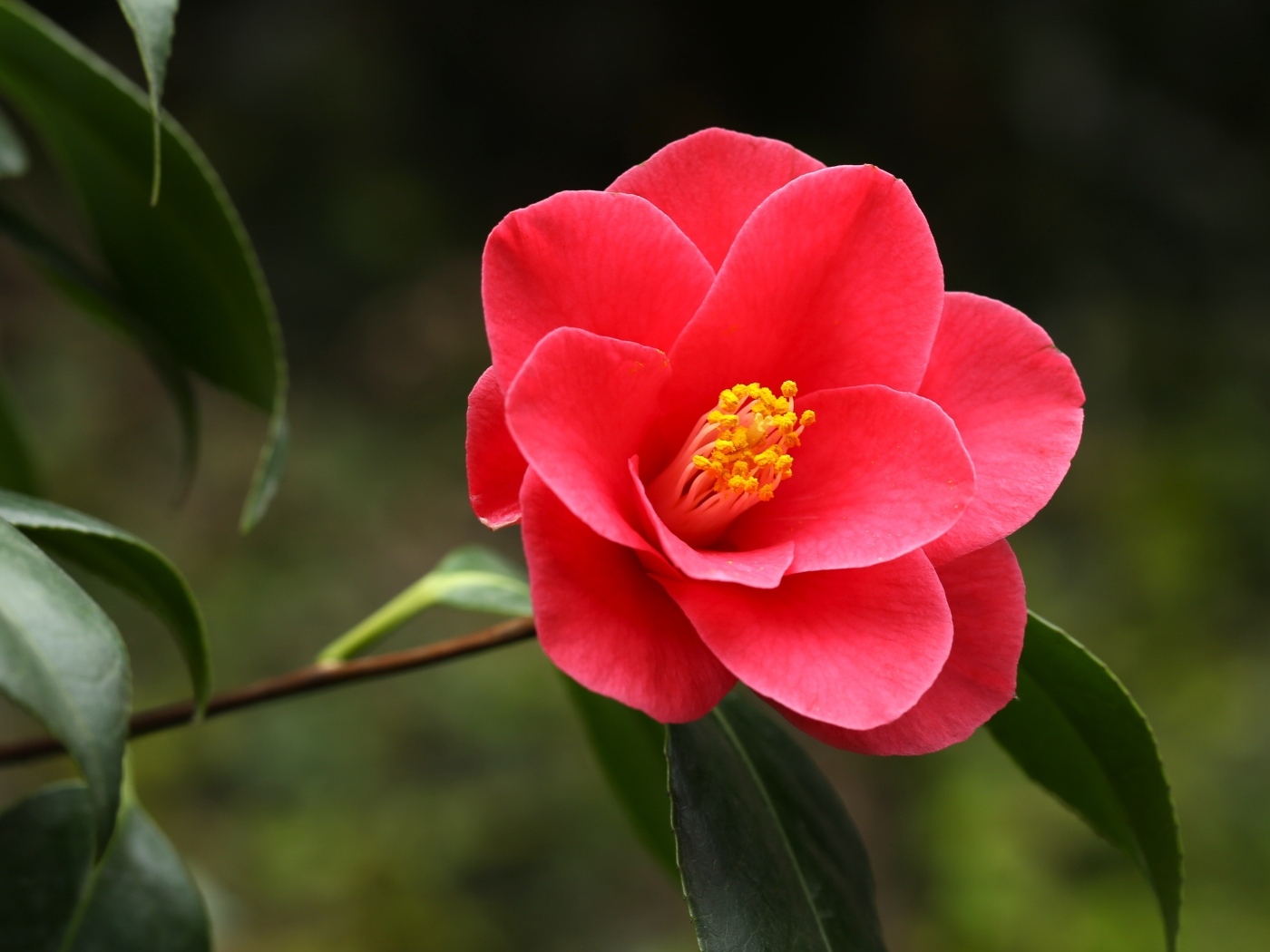 Красивый розовый цветок магнолия с большими зелеными листьями