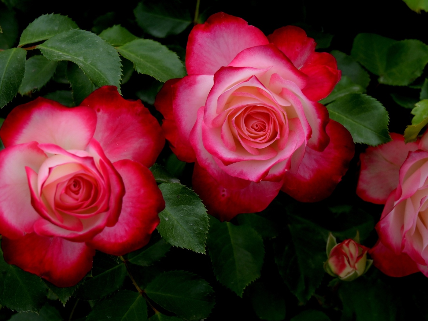 Красивые розовые розы с зелеными листьями на клумбе