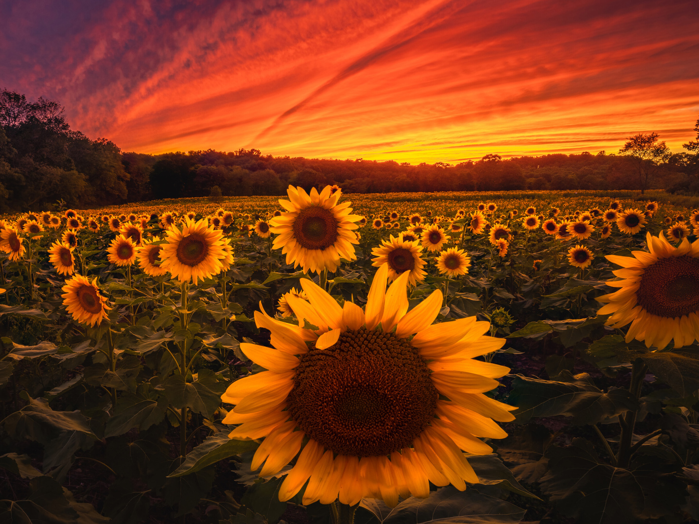 Красивый закат солнца над полем с желтыми подсолнухами