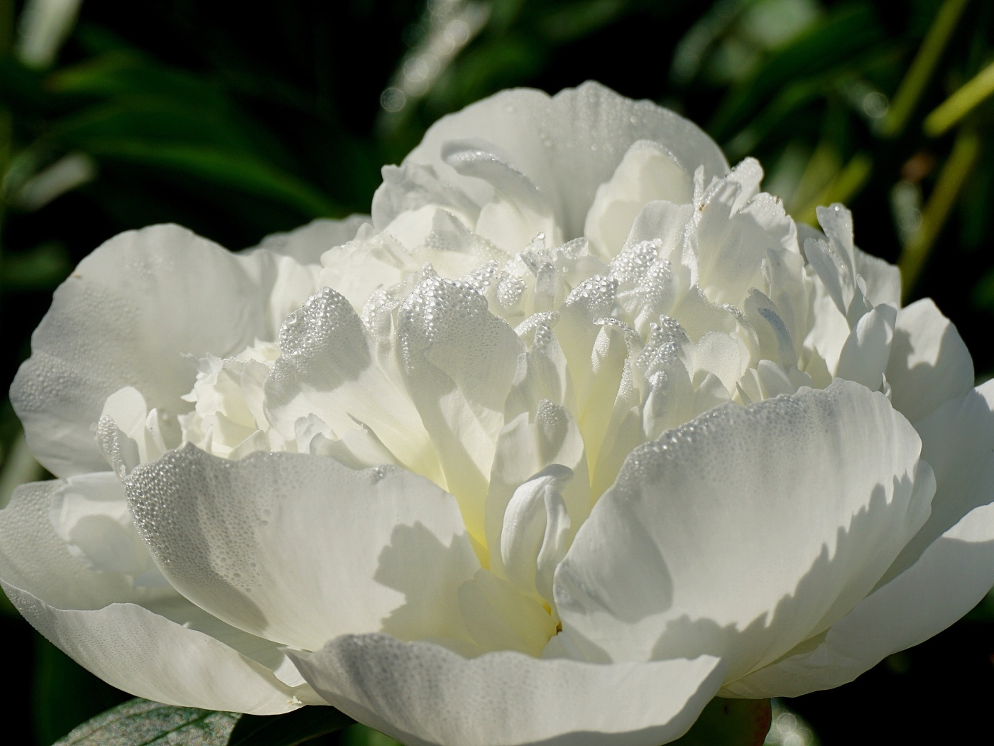 Красивый белый пион в каплях росы