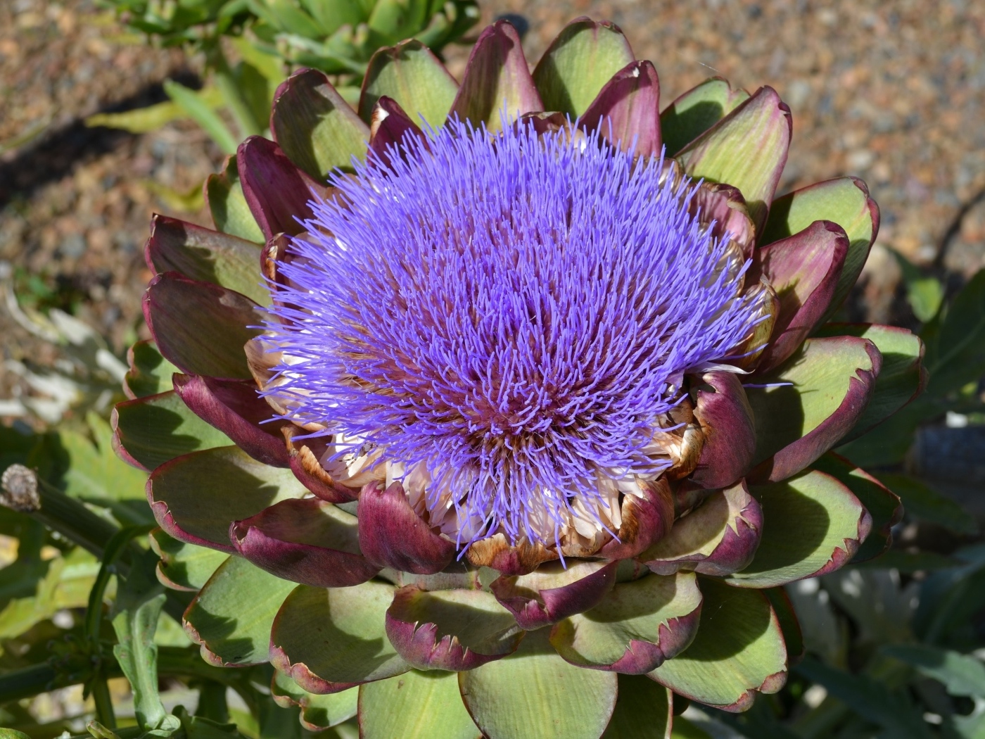 Цветущий артишок на огороде