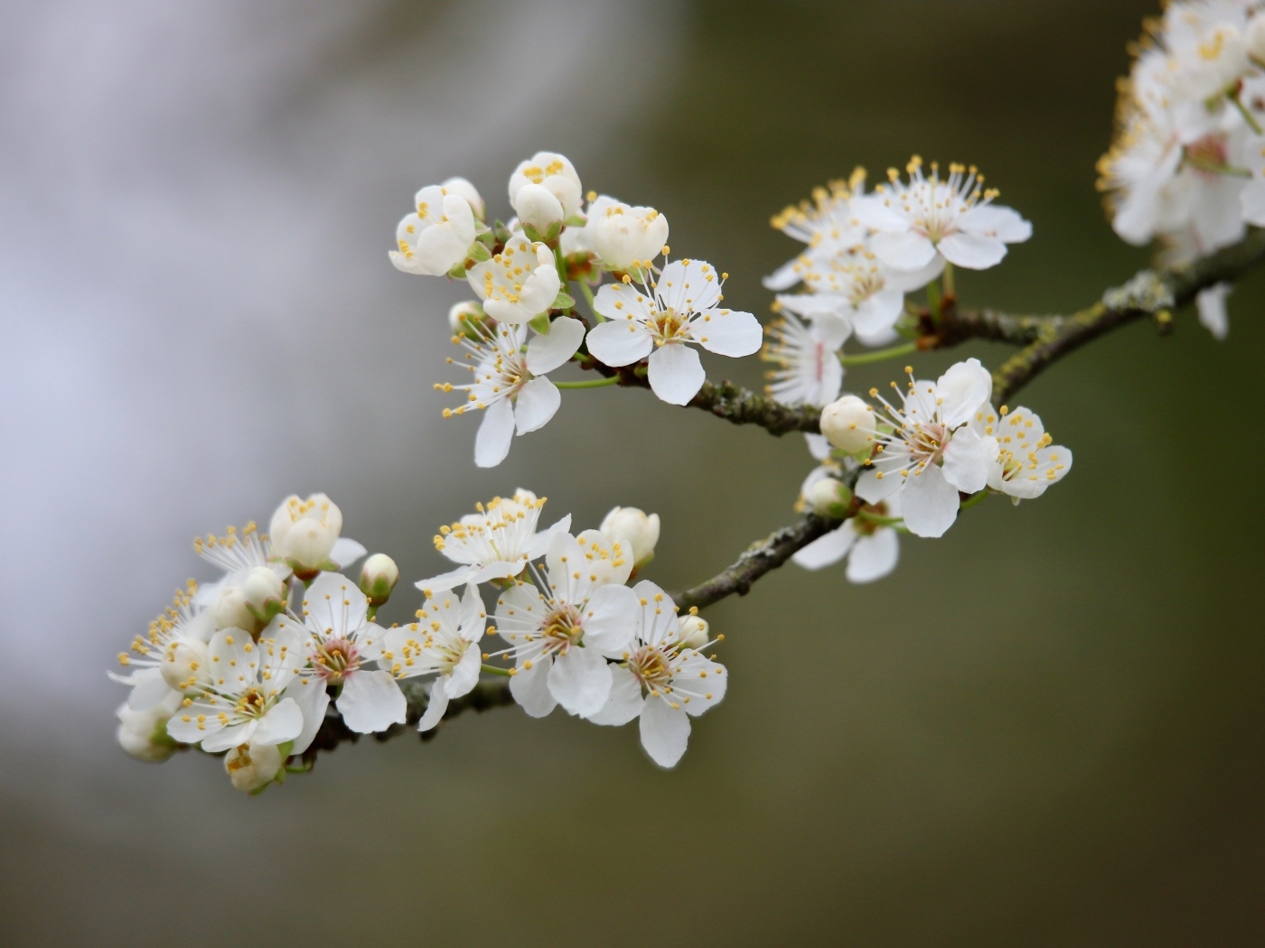 Цветущая ветка вишни весной крупным планом