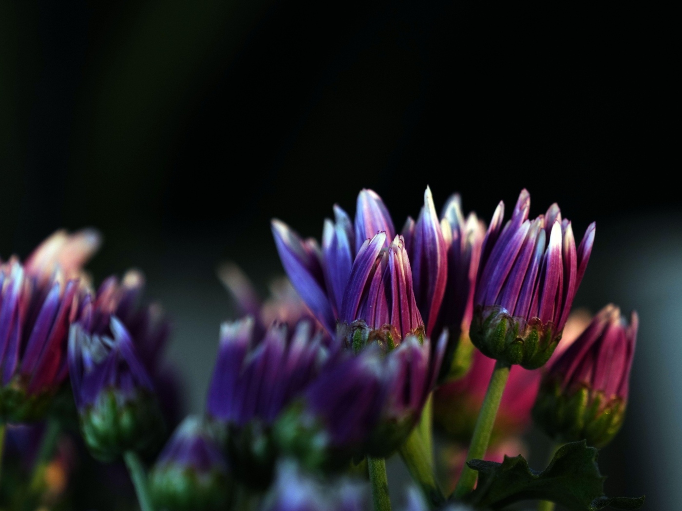 Распускающиеся сиреневые цветы хризантемы