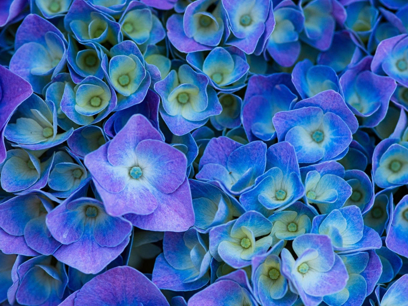 Синие цветы гортензии крупным планом