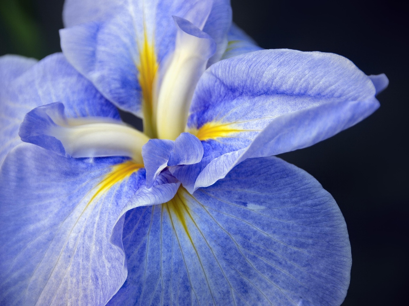 Синий цветок ириса на черном фоне крупным планом