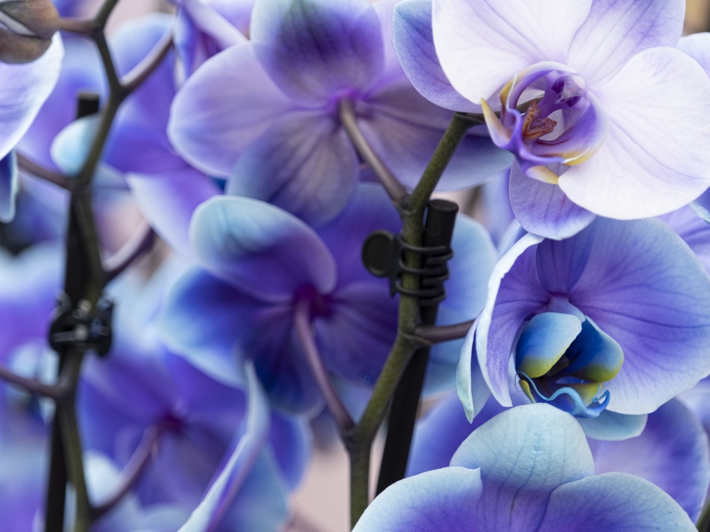 Голубые цветы орхидеи крупным планом