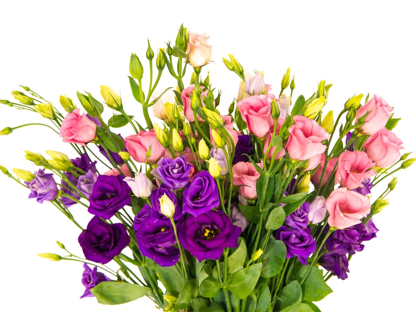 Букет красивых разноцветных цветов эустомы