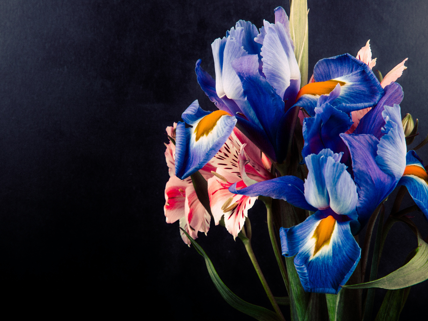 Букет цветов ириса и альстромерии на черном фоне
