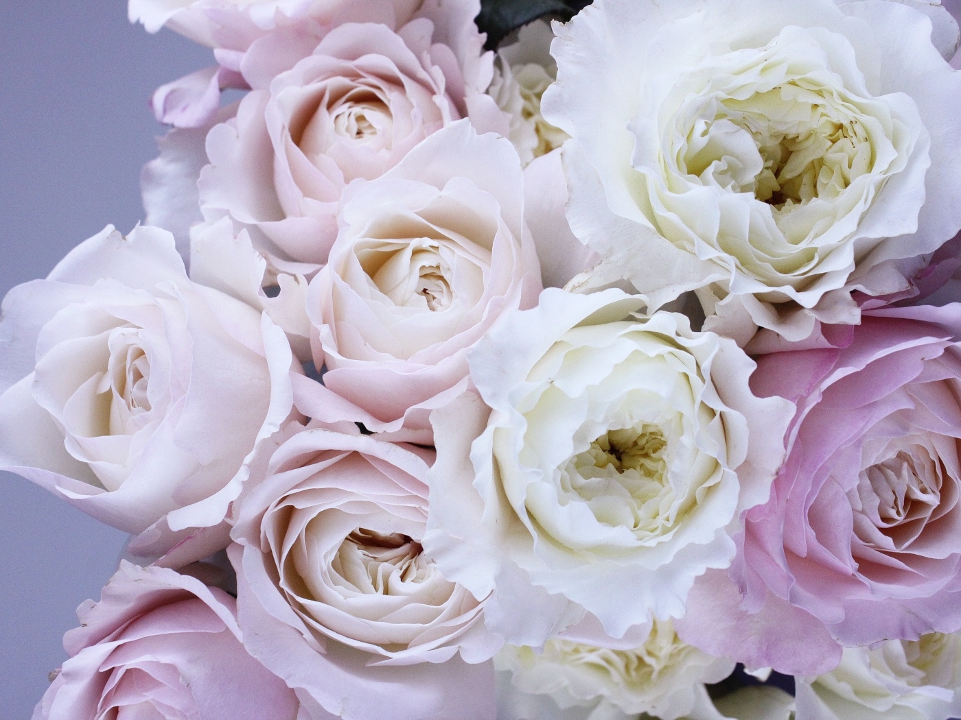 Букет розовых и белых цветов розы вблизи