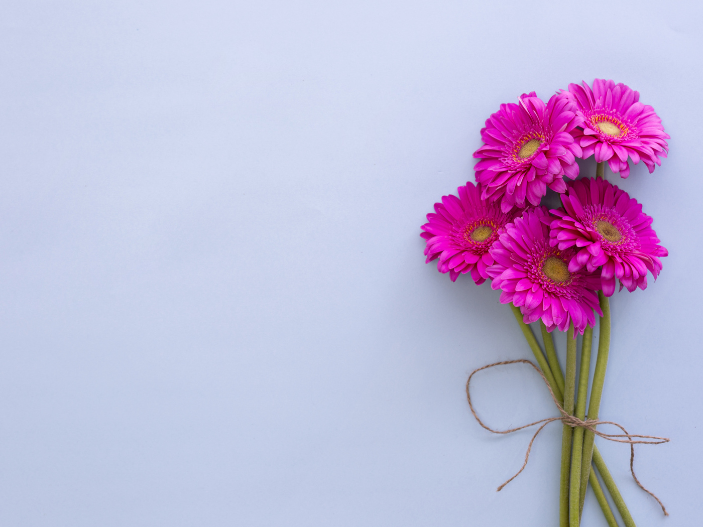 Букет розовых гербер на сером фоне, шаблон открытки