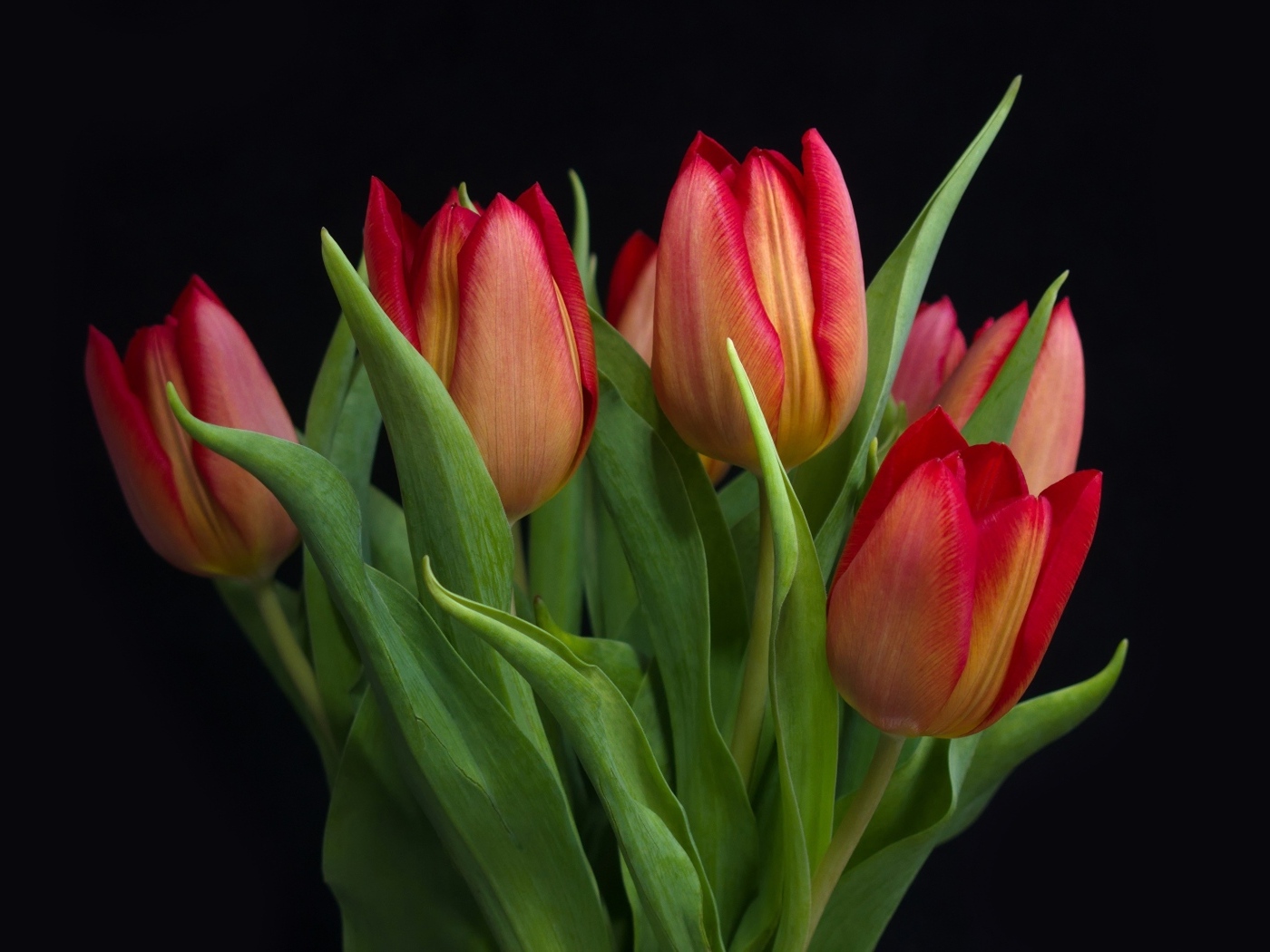 Букет красных весенних тюльпанов на черном фоне