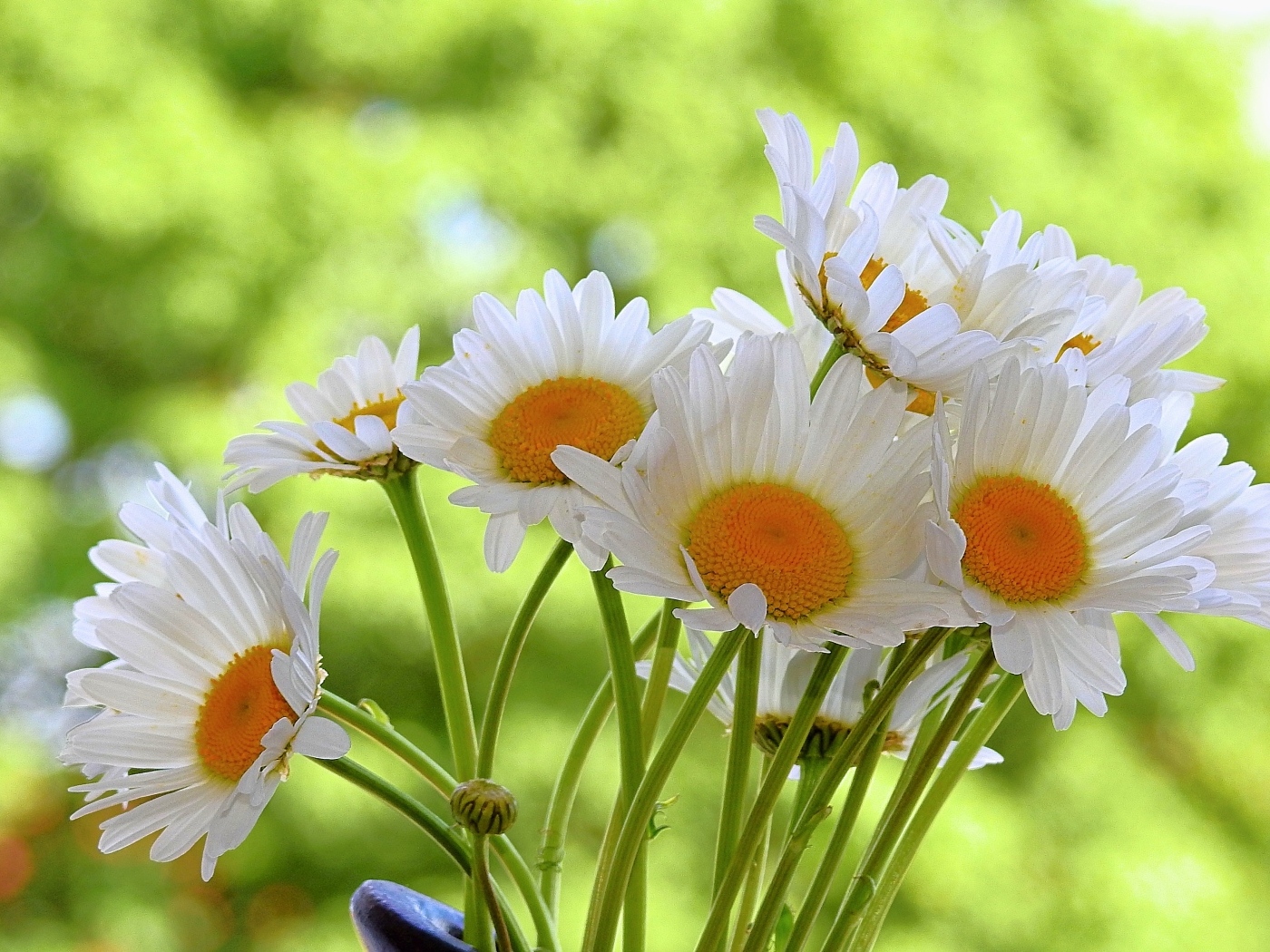 Букет белых ромашке с желтой серединкой