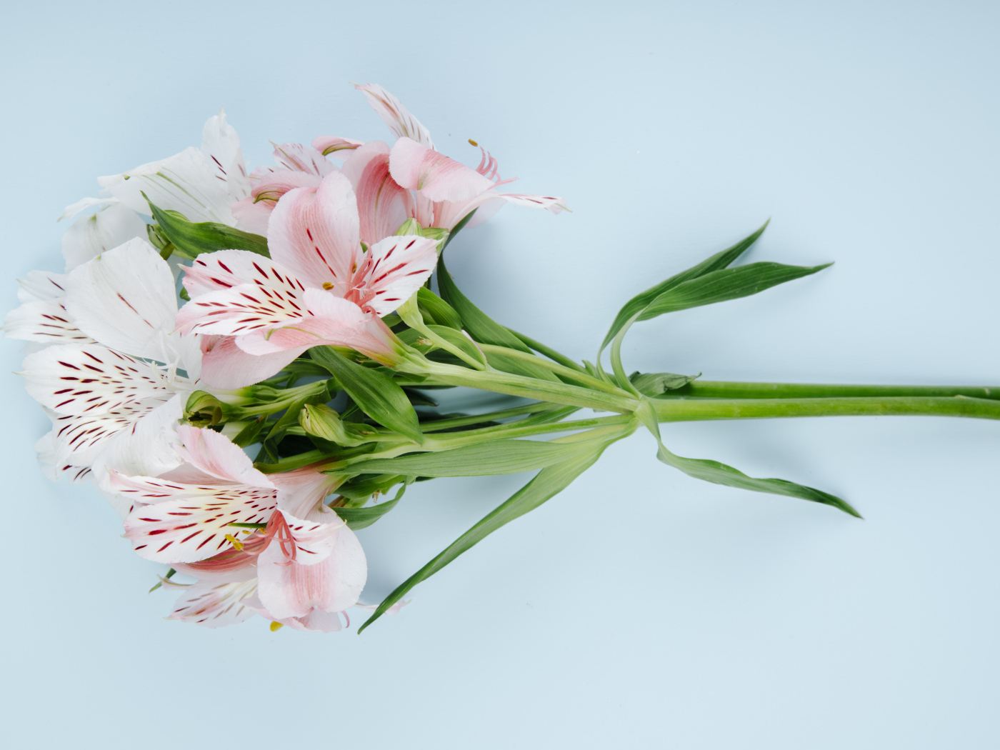 Ветка с розовыми цветами альстромерии на голубом фоне