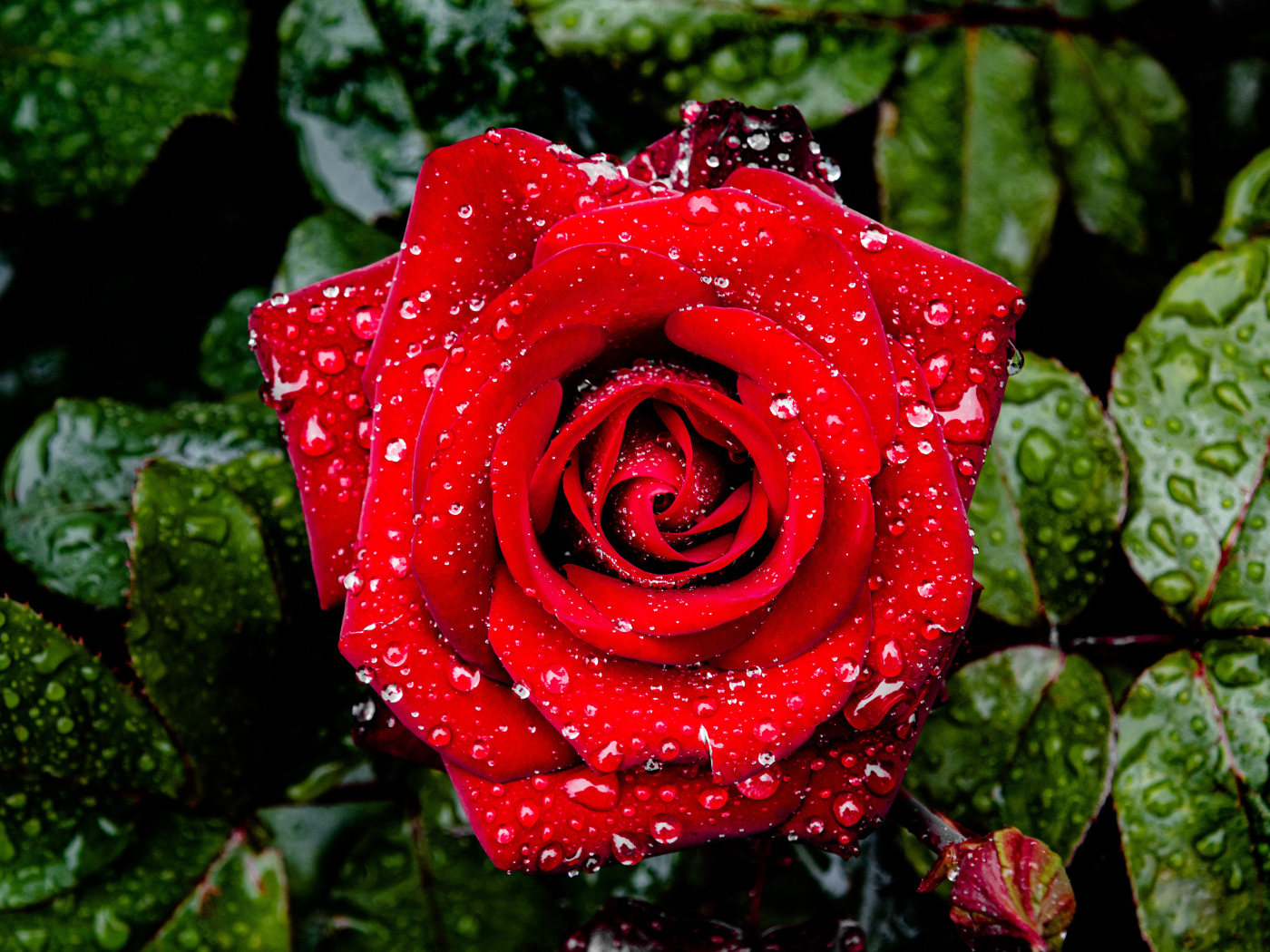 Яркая алая роза в каплях дождя с зелеными листьями