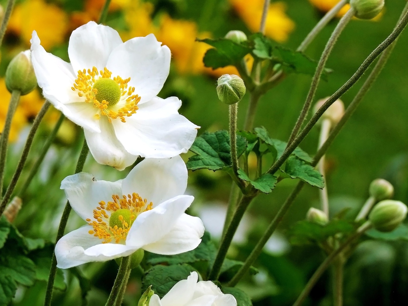 Нежные белые цветы анемоны с бутонами