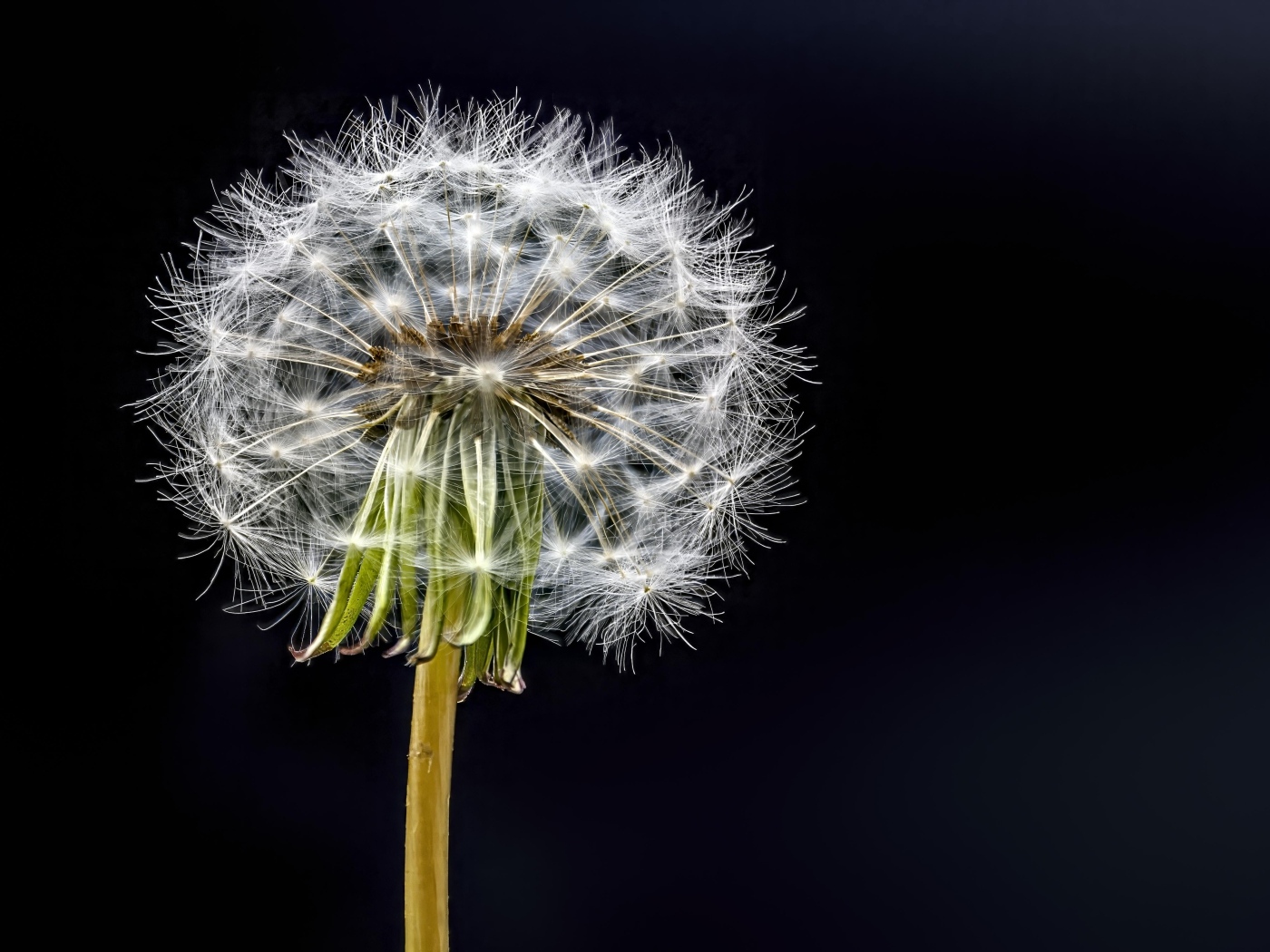 Отцветший белый одуванчик на черном фоне