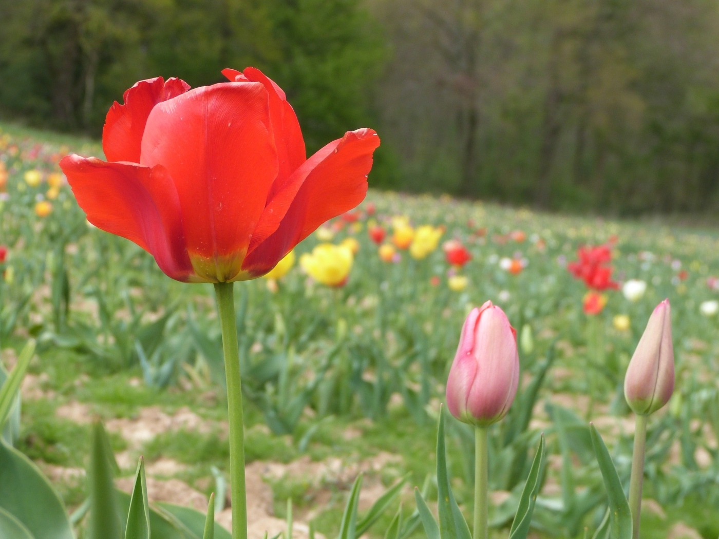 Поле с разноцветными тюльпанами в начале весны