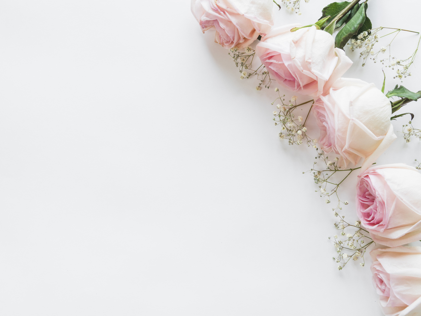 Пять розовых роз с гипсофилой на белом фоне