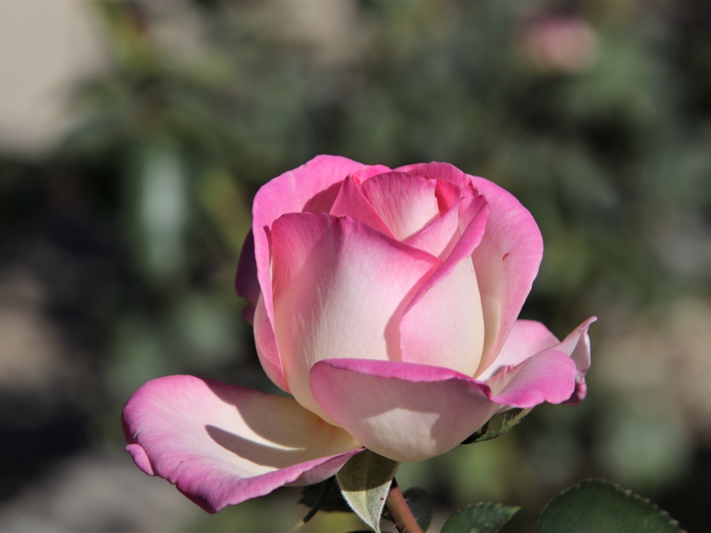 Ароматная розовая роза крупным планом