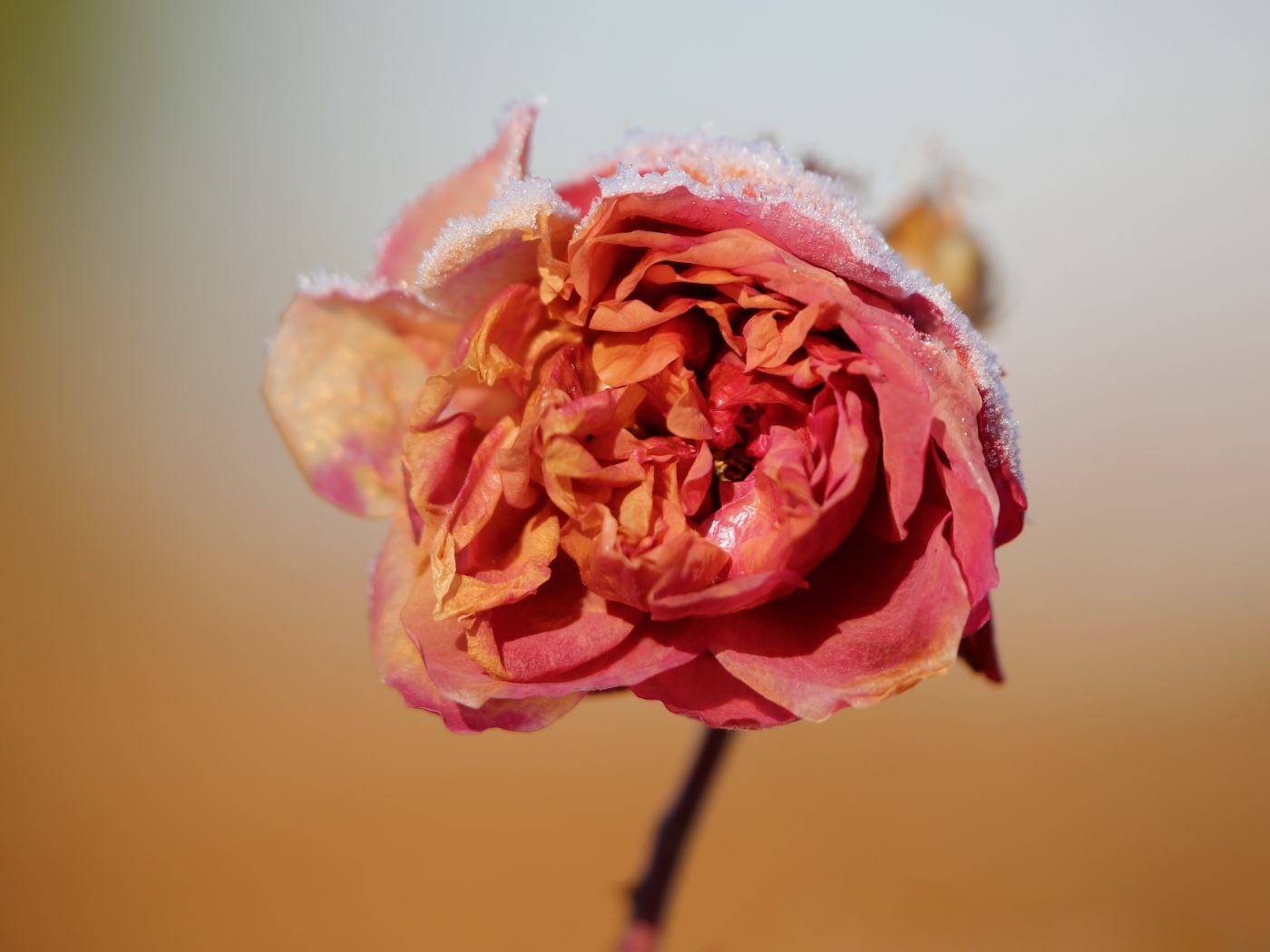 Замерзшая покрытая снегом роза крупным планом