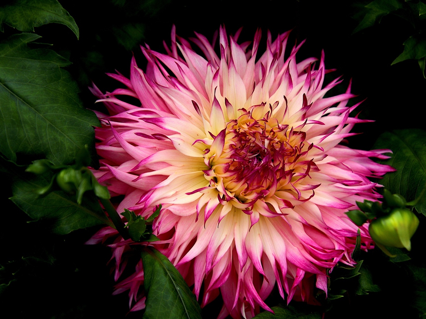 Крупная розовая георгина на клумбе