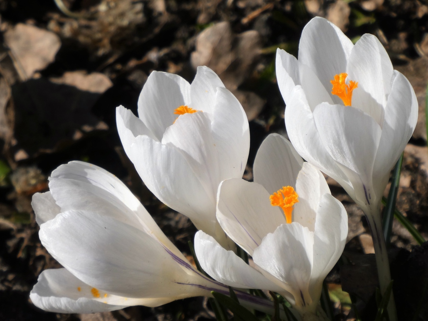 Крупные белые крокусы весной на клумбе