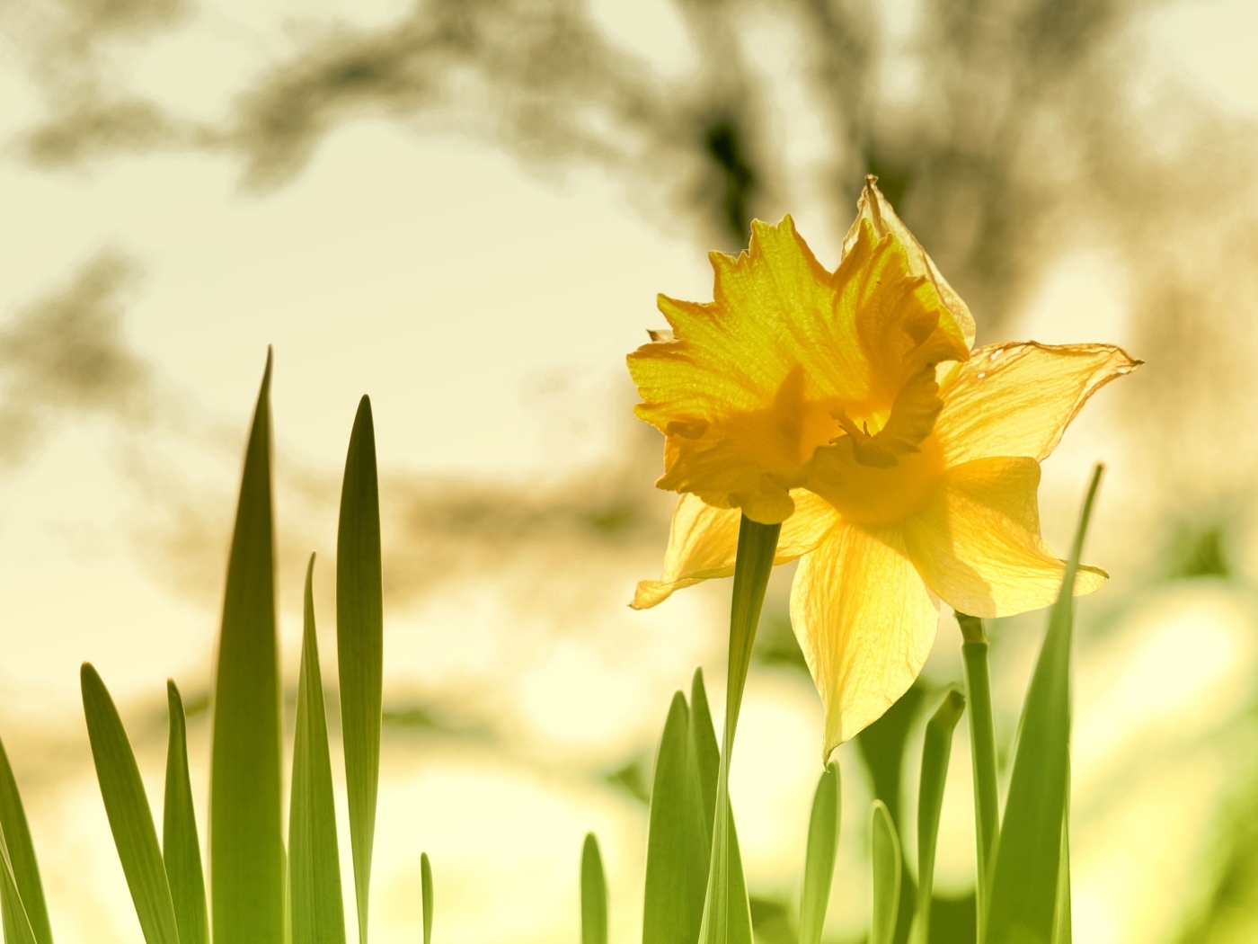 Крупный желтый цветок нарцисса