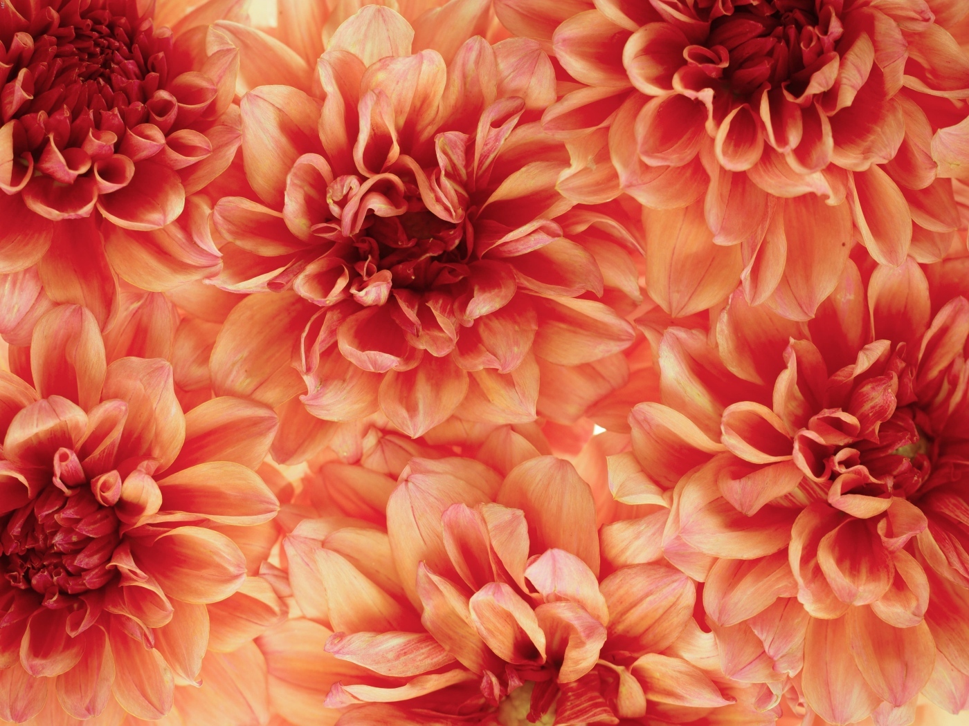 Много оранжевых георгин крупным планом