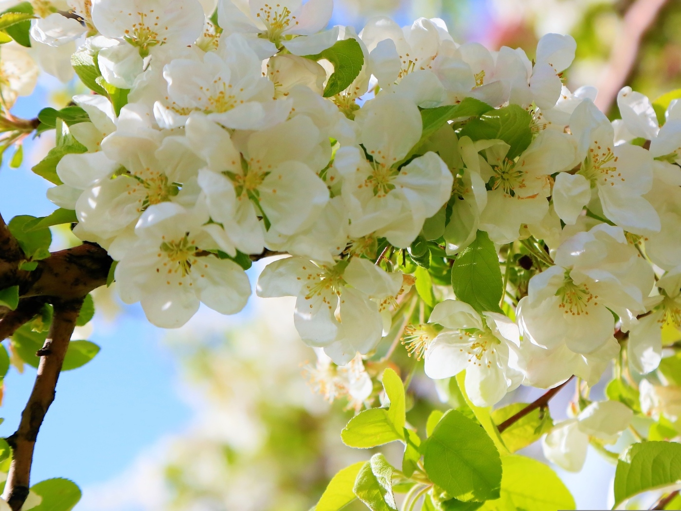 Пышная цветущая ветка яблони