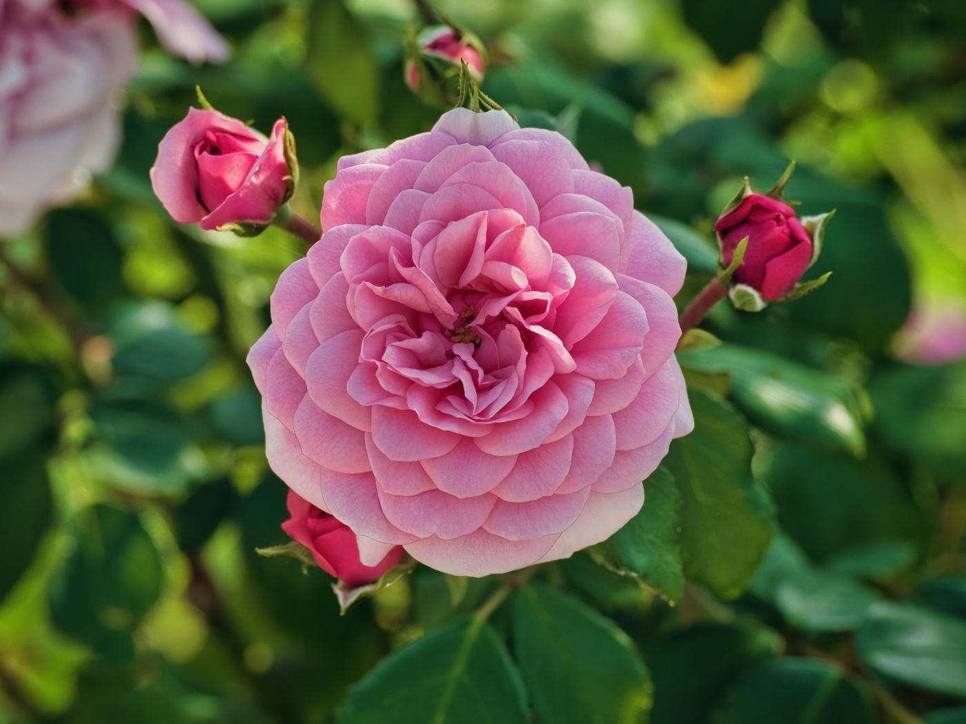 Пышная розовая роза с бутонами на клумбе