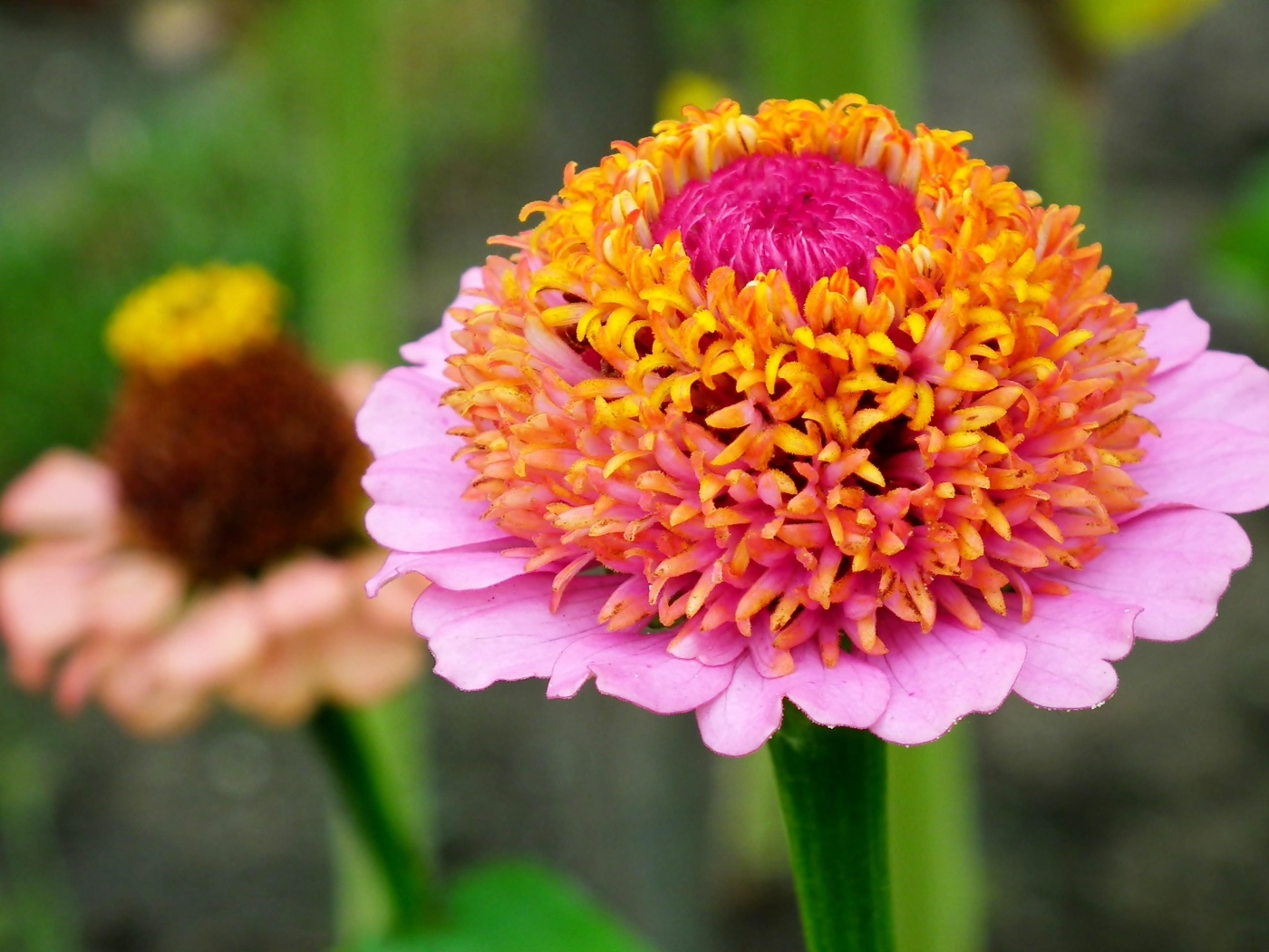 Пышный розовый цветок циннии 