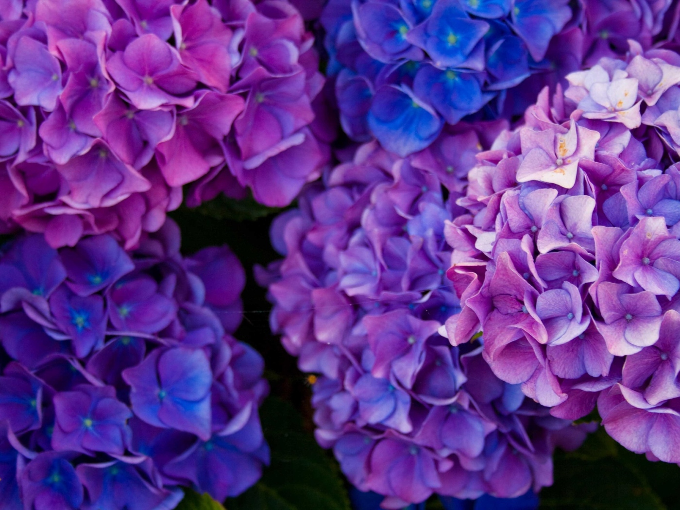 Пышные фиолетовые  цветы гортензии