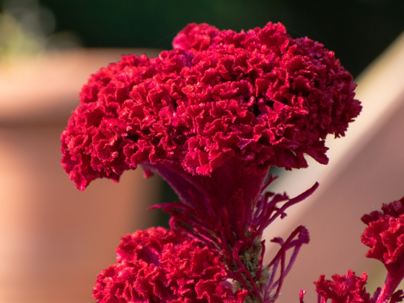 Пышный красный цветок крупным планом