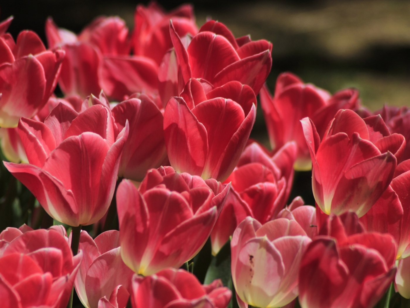 Много ярких розовых тюльпанов крупным планом