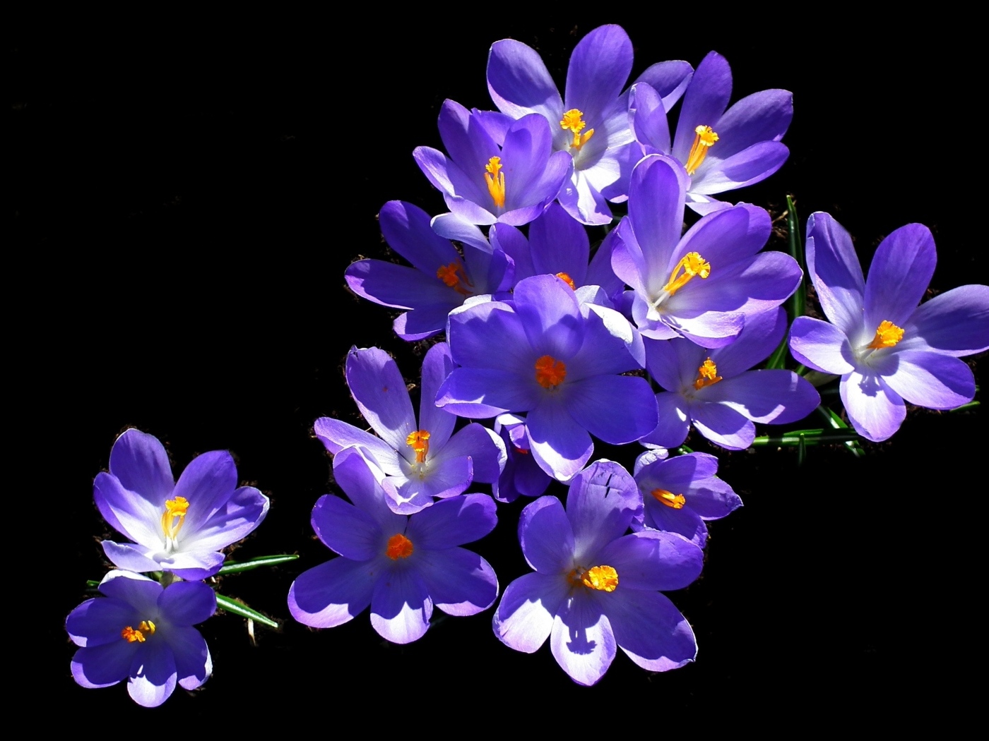 Много фиолетовых крокусов на черном фоне