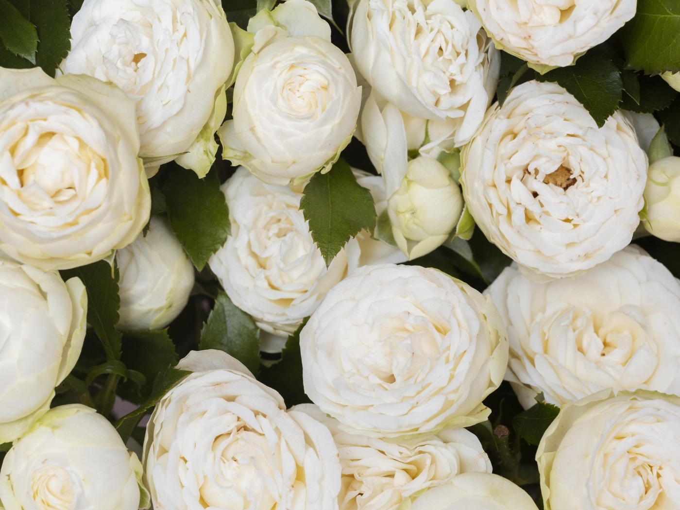 Много белых садовых роз крупным планом