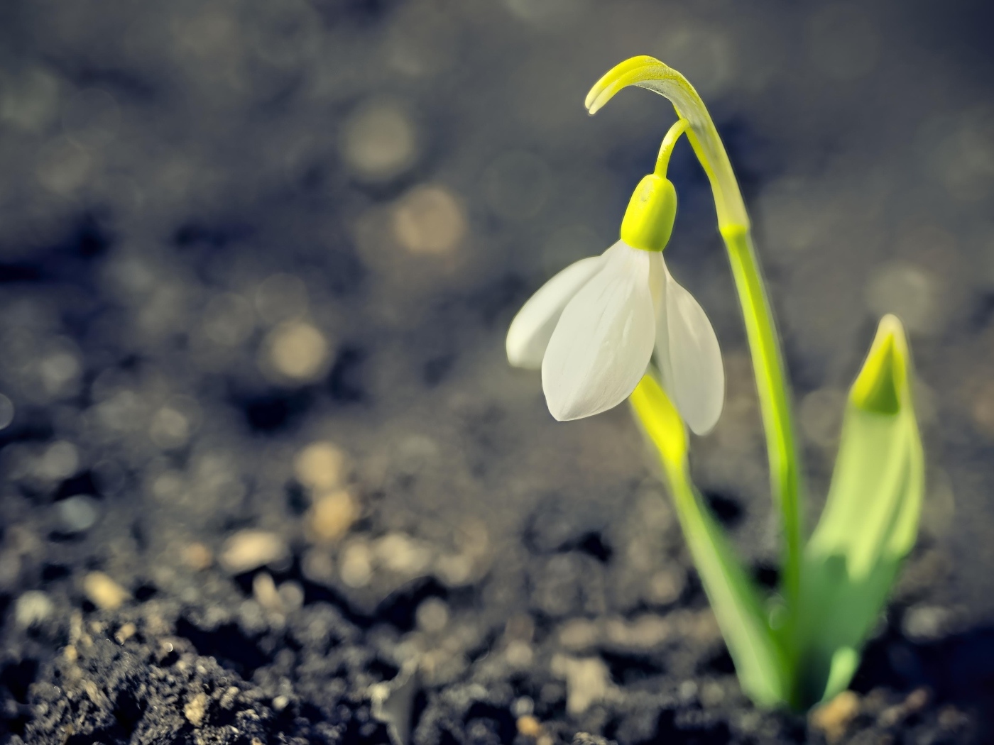 Один белый весенний подснежник на черной земле