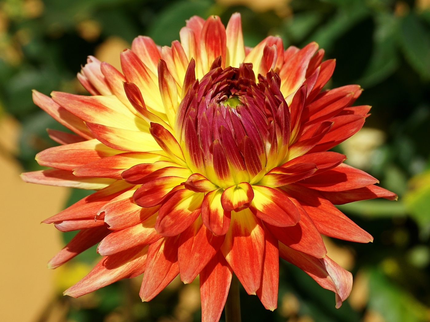 Оранжевый цветок георгина крупным планом