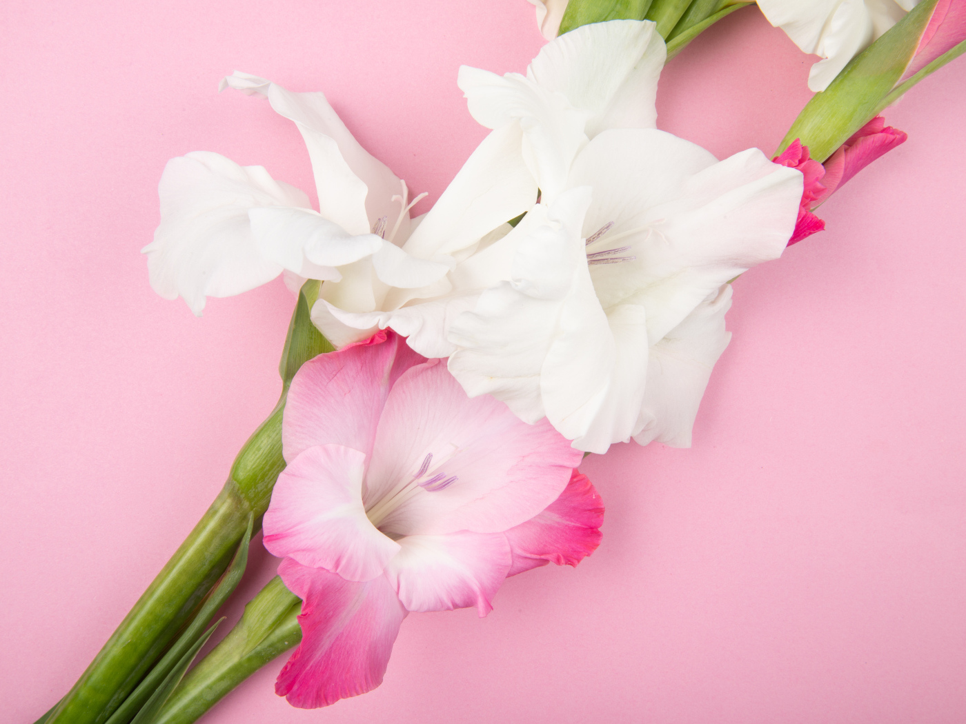 Розовые и белые цветы гладиолуса на розовом фоне