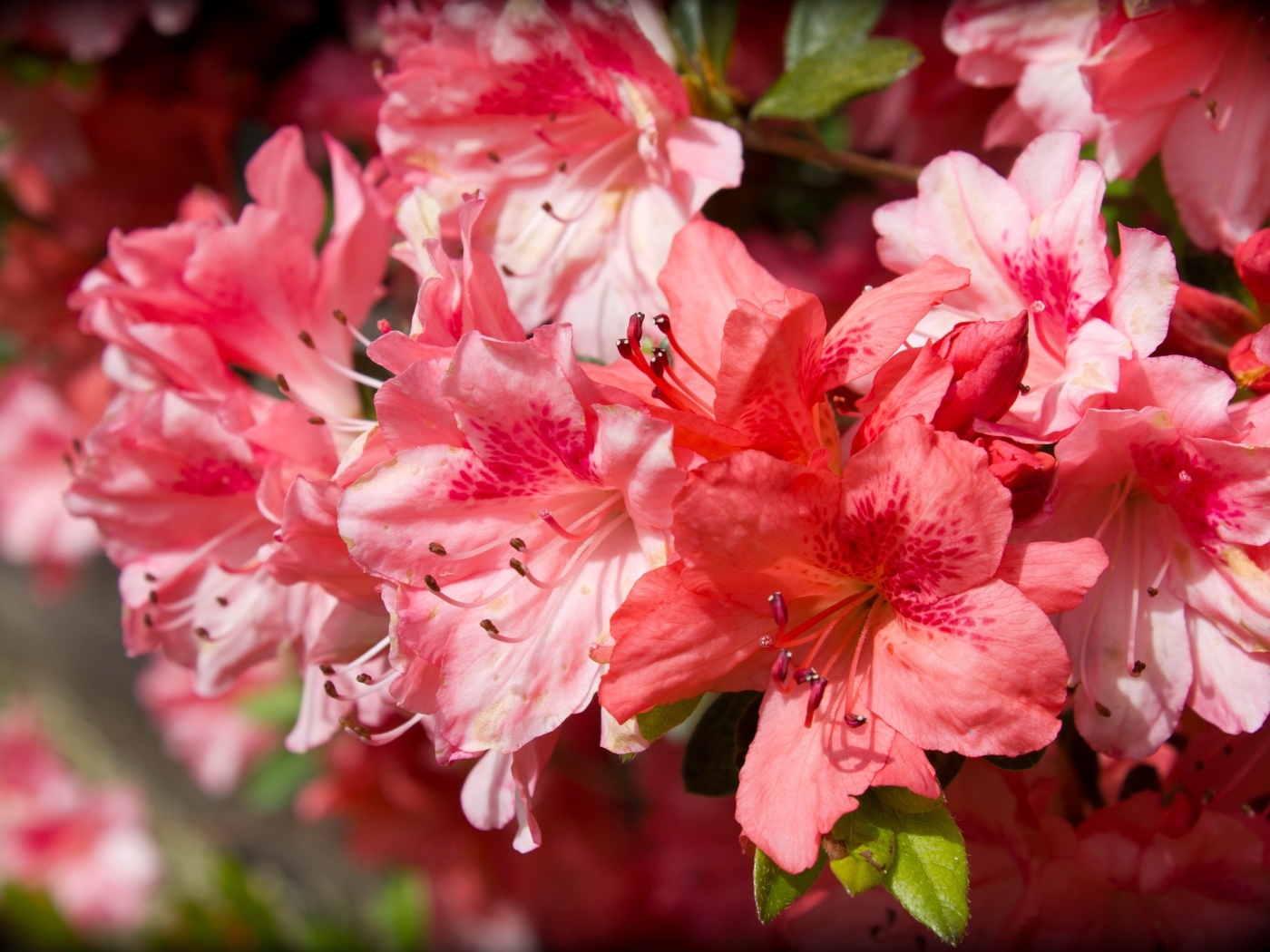 Розовые цветы азалия крупным планом