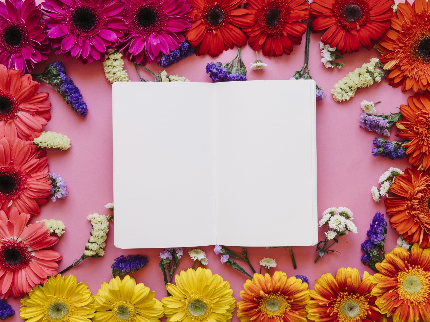 Розовый фон с герберами и белым листом для открытки