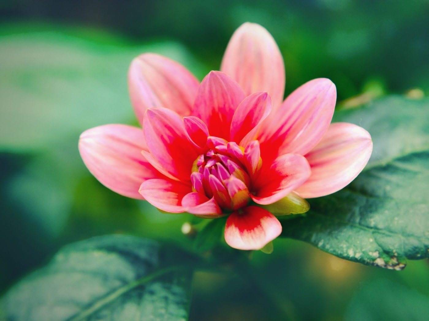 Розовый распускающийся цветок георгина с зелеными листьями