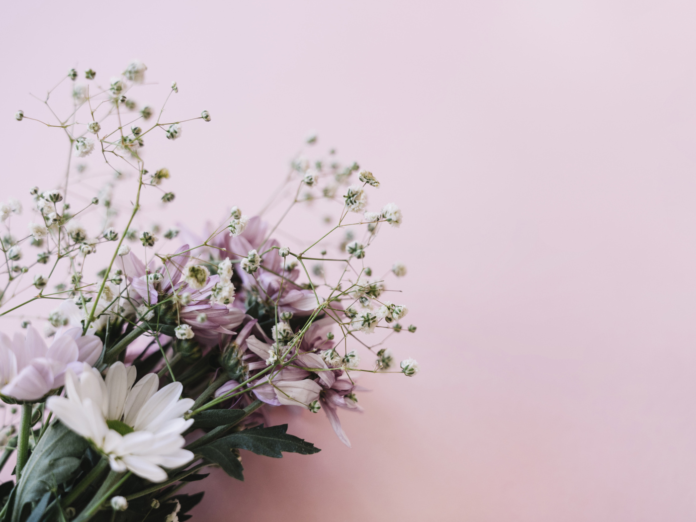 Розовые цветы хризантемы с цветами гипсофилы на белом фоне