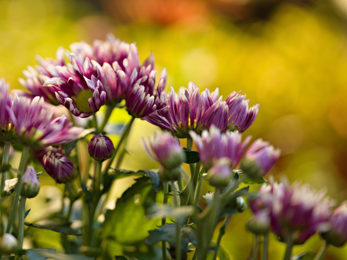 Розовые распускающиеся хризантемы на клумбе