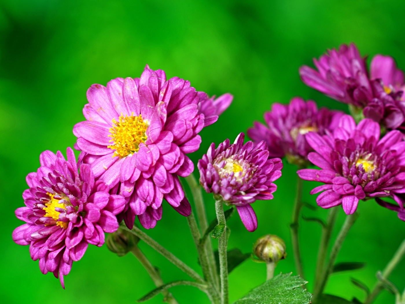 Розовые  хризантемы на зеленом фоне