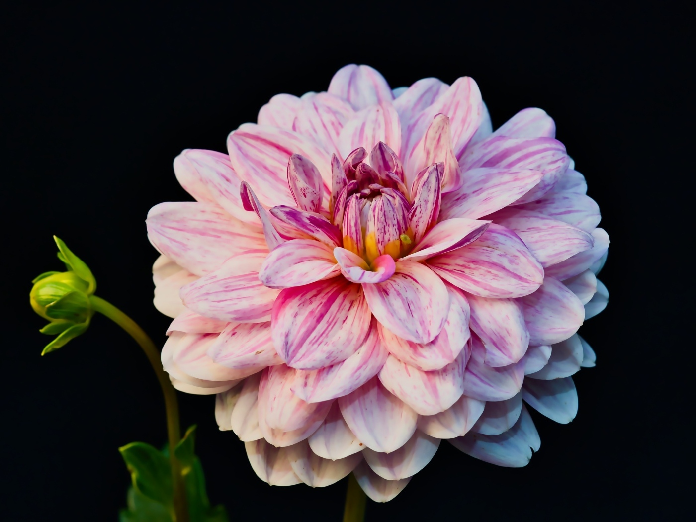 Розовый цветок георгина с бутоном на черном фоне