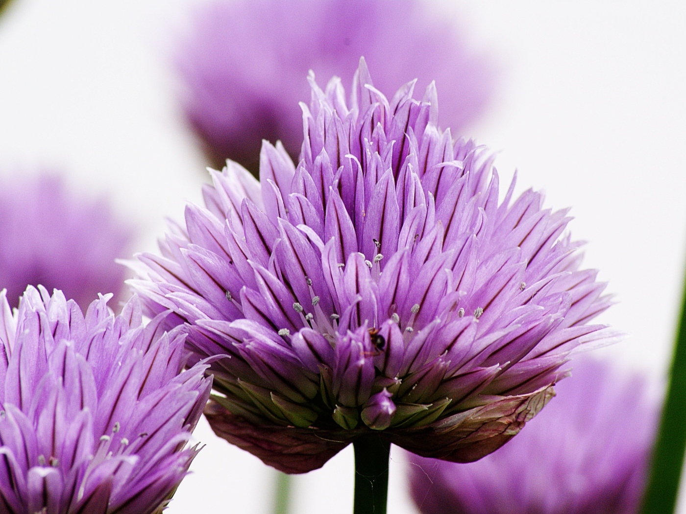 Розовые цветы декоративного лука крупным планом